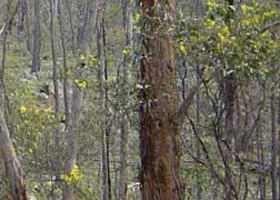 Heathcote-Graytown National Park - Attractions Sydney 0