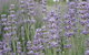 Warratina Lavender Farm - thumb 0