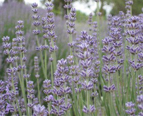 Warratina Lavender Farm - Attractions Sydney 0