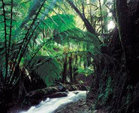 Melba Gully - Attractions Sydney 0