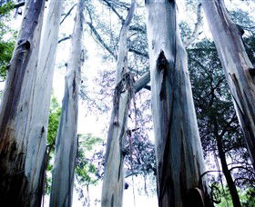 Dandenong Ranges National Park - Attractions Sydney 0