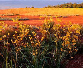 Royal Botanic Gardens Victoria Cranbourne - Attractions Sydney 0