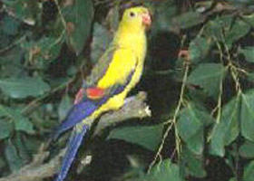 Lake Hindmarsh Reserve - Attractions Sydney 0