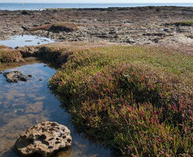 Ricketts Point Marine Sanctuary - Attractions Sydney 0