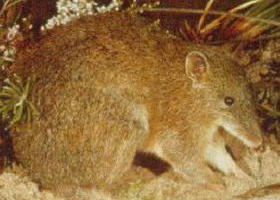 Mornington Peninsula VIC Attractions Sydney