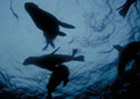 The Arches Marine Sanctuary
