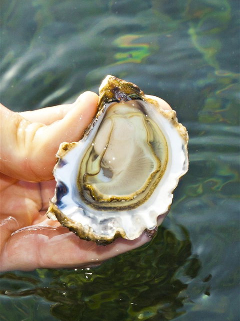 The Oyster Pot - Attractions Sydney 0