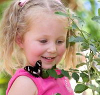 Coffs Harbour Butterfly House - Attractions Sydney