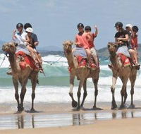 Camel Rides with Coffs Coast Camels - Attractions Sydney