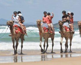 Camel Rides With Coffs Coast Camels - Attractions Sydney 0