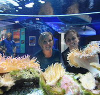 Solitary Islands Aquarium - Attractions Sydney