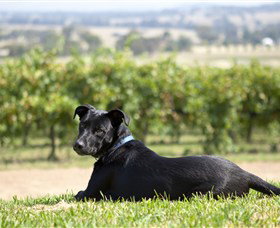 Moothi Estate Vineyard And Cellar Door - Attractions Sydney 0