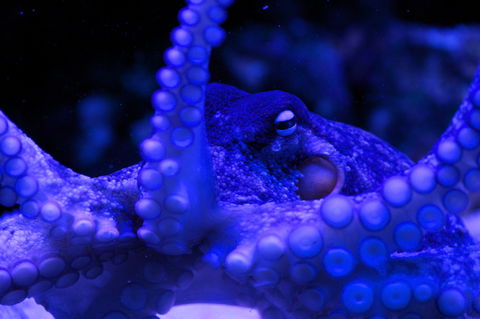 Solitary Islands Aquarium - Attractions Sydney 2