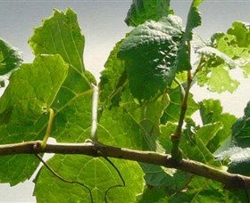 Angullong Wines - Attractions Sydney 1