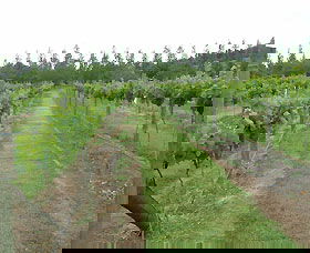Lake George Winery - Attractions Sydney 1