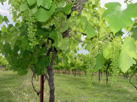 Holland Wines - Attractions Sydney 0