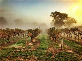 Lambert Estate Wines - Attractions Sydney 1