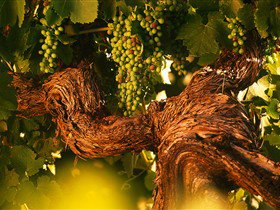 Henschke Cellars - Attractions Sydney 4