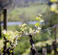 Mount Cole WineWorks - Attractions Sydney