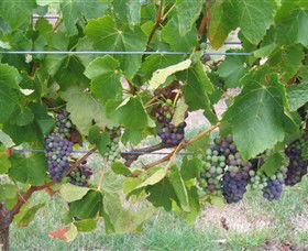 Dinny Goonan Wines - Attractions Sydney 0