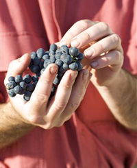 Brown Magpie Wines