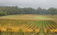 Boat O'Craigo Wines - thumb 0
