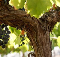 Blackjack Vineyards - Attractions Sydney