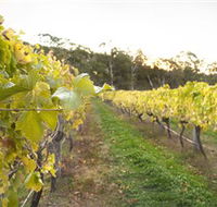 Harcourt Valley Vineyards - Attractions Sydney