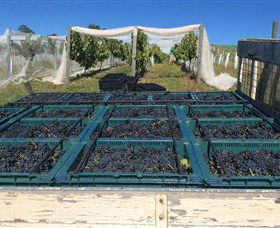 Three Willows Vineyard - Attractions Sydney 1