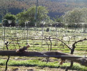 Three Willows Vineyard - Attractions Sydney 0