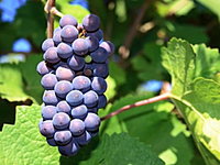 Book Tinderbox Accommodation Vacations Attractions Sydney Attractions Sydney