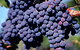 Morningside Vineyard - thumb 0