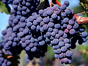 Morningside Vineyard - Attractions Sydney 0