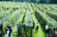Crosswinds Vineyard