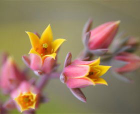 Royal Botanic Gardens Victoria - Attractions Sydney 3