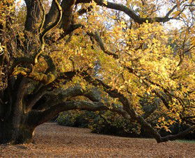 Royal Botanic Gardens Victoria - Attractions Sydney 6