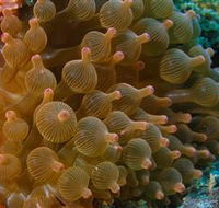 Coral Gardens Dive Site Mooloolaba - Attractions Sydney