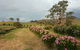 Damasque Rose Oil Farm - thumb 0