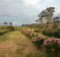 Damasque Rose Oil Farm - Attractions Sydney