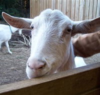 Drysdale Cheeses - Attractions Sydney