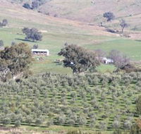 Wymah Organic Olives and Lambs - Attractions Sydney