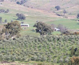 Wymah Organic Olives And Lambs - Attractions Sydney 0