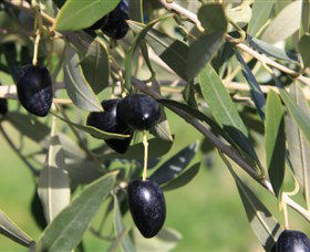 Wymah Organic Olives And Lambs - Attractions Sydney 2