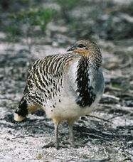 Ongerup ACT Attractions Sydney