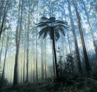 Yarra Ranges National Park - Attractions Sydney