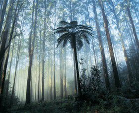 Yarra Ranges National Park - Attractions Sydney 0