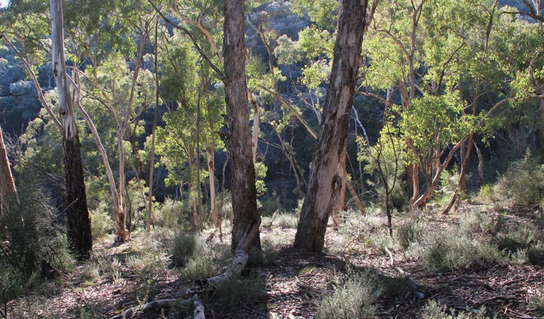 Charles Sturt University ACT Attractions Sydney
