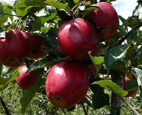 Wilgro Orchards - Attractions Sydney 3