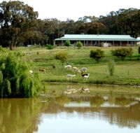 Clearview Alpacas - Attractions Sydney