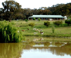 Clearview Alpacas - Attractions Sydney 0